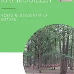 Parenthese En Foret